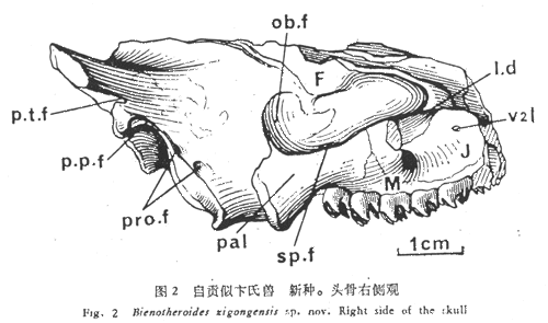 ビエノトロイデス頭蓋（横から）