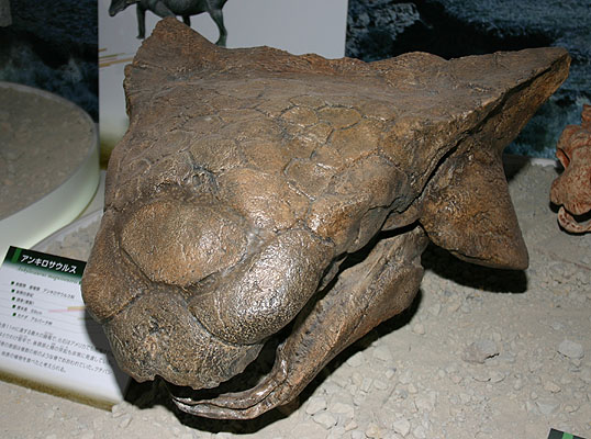 Ankylosaurus magniventris