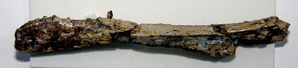 Eshanosaurus deguchiianus