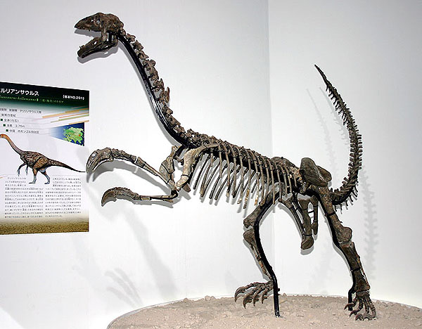 Erliansaurus bellamanus