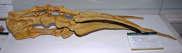 Therizinosaurus cheloniformis