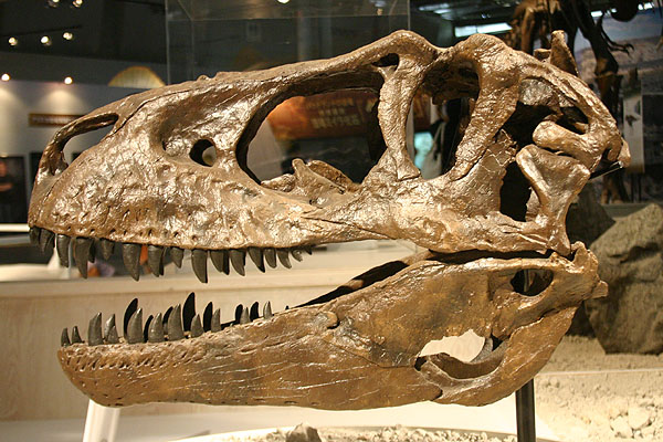 Albertosaurus sacropfagus