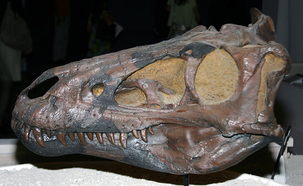 Nanotyrannus lancensis