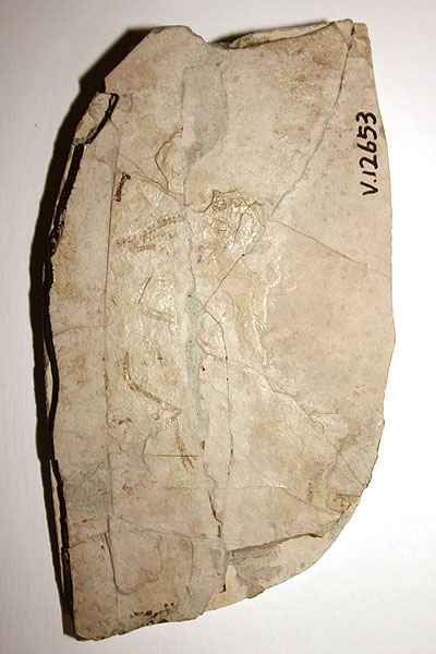 Epidendorosaurus ninchengensis