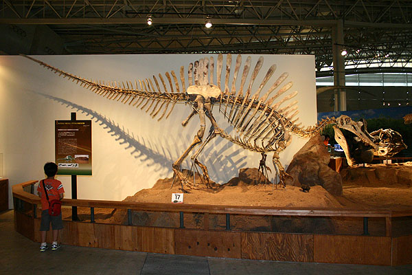 Spinosaurs sp. subadult