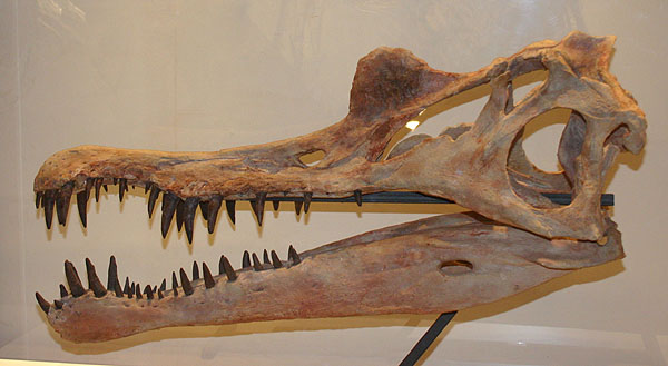 Schomimus sp