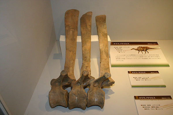 0uranosaurus nigeriensis