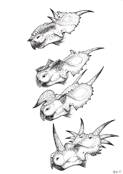 ォpLmTEXAAPETEXAGCjITEXAXeBRTEX@pachyrhinosaurus(top), Achelousaurus, Einiosaurus, Styracosaurus(bottom)