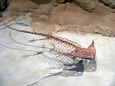 diplocaulus