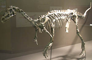 eoraptor