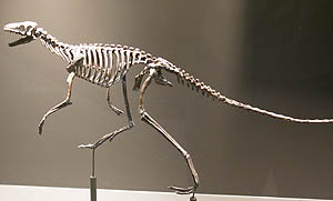 marasuchus