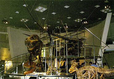 �V�ً����W���B�A�p�g�T�E���X�ɂ͑��ꂪ�g�܂ꂽ�B