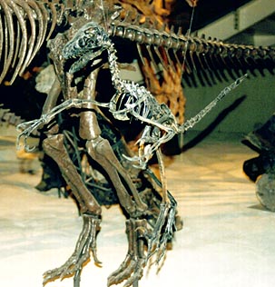 ドロマエオサウルス類
