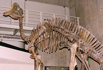 �q�p�N���T�E���X�e