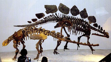 エウオプロケファルス（手前）、ステゴサウルス（奥）