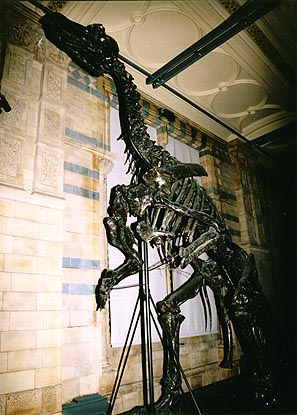 大英自然史博物館のイグアノドン